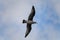 beautiful close-up of young spotted gull flying in the sky