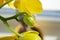 Beautiful closed bud of yellow orchid phalaenopsis against the background of open blurred flowers standing on the windowsill
