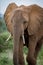 Beautiful closeup of African elephant in Samburu, Kenya