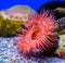 Beautiful closeup of a beadlet sea anemone, tropical water animal specie from the mediterranean sea and the atlantic ocean, Marine