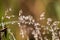 Beautiful closeup of a bent grass on a natural background after the rain with water droplets.