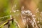 Beautiful closeup of a bent grass on a natural background after the rain with water droplets.