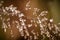 Beautiful closeup of a bent grass on a natural background after the rain with water droplets.