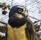 Beautiful closeup of a black spectacled owl face, a tropical bird from america