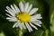 Beautiful closeup blurry view from a side of single low growing chamomile Mayweed flower on dark green background, Dublin