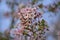 Beautiful closeup blurry view of white hawthorn (Crataegus) tree with pink tones against the sky in Herbert Park, Dublin