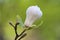 Beautiful closeup blurry view of white magnolia (Magnolia Soulangeana) tree blossoms blooming in Herbert Park, Dublin