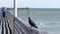 Beautiful closeup clip of a colorful Red Sheffield domestic homing pigeon.