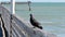 Beautiful closeup clip of a colorful Red Sheffield domestic homing pigeon, Columba livia domestica, standing on a wooden railing o