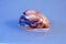 Beautiful closeup of a colorful shell placed on the water on  a blue background