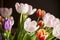 Beautiful closeup of colorful tulip blossoms in daylight