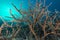 Beautiful closeup of a coral called Hyacinth Birdsnest under the water