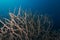 Beautiful closeup of a coral called Hyacinth Birdsnest under the water