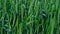 beautiful closeup of ears of green wheat in the field