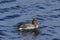 Beautiful closeup of a Eurasian teal floating on the surface of a sea