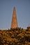 Beautiful closeup evening view of Killiney Obelisk and wild yellow gorse Ulex flowers growing everywhere in Ireland