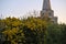 Beautiful closeup evening view of Killiney Obelisk and wild yellow gorse Ulex flowers growing everywhere in Ireland