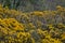 Beautiful closeup evening view of old dry tree branches and Eurasian magpie Pica pica sitting on wild yellow gorse Ulex