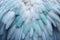 Beautiful closeup feather background in turquoise blue and teal colors