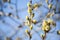 Beautiful closeup of flowering willow branches in sunlight