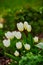 Beautiful closeup of flowers blooming in garden or forest grassland on a Spring or Summer day. Pretty white tulips