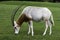 Beautiful closeup focus shot of a Scimitar oryx eating grass