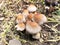 Beautiful closeup of forest mushrooms. Gathering mushrooms. Mushrooms photo, forest photo, forest background