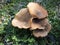 Beautiful closeup of forest mushrooms. Lactarius deterrimus