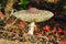 Beautiful closeup of forest mushrooms. top view of mushroom,Gathering mushrooms