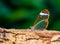 Beautiful closeup of a glasswing butterfly, tropical insect specie from south America