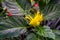 Beautiful closeup of a golden plume flower, popular exotic ornamental plant specie from Brazil