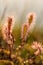 A beautiful closeup of a great sundew leaves in a morning light. Carnivorous plant in marsh.