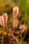 A beautiful closeup of a great sundew leaves in a morning light. Carnivorous plant in marsh.