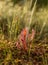 A beautiful closeup of a great sundew leaves in a morning light. Carnivorous plant in marsh.