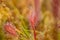 A beautiful closeup of a great sundew leaves in a morning light. Carnivorous plant in marsh.