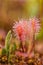 A beautiful closeup of a great sundew leaves in a morning light. Carnivorous plant in marsh.