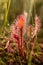 A beautiful closeup of a great sundew leaves in a morning light. Carnivorous plant in marsh.