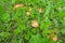 Beautiful closeup of a group of mushrooms