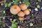 Beautiful closeup of a group of mushrooms growing with green moss forest background