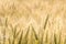 Beautiful closeup of growing wheat shoots or germs in a field. Agriculture, nature, harvest, crops background concept