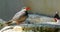 Beautiful closeup of a inca tern, funny bird with moustache, near threatened animal specie