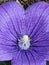 Beautiful closeup of the inside pollinated  pistil of a purple balloon flower