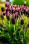 Beautiful closeup of a lavender broadleaf in the garden