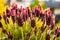 Beautiful closeup of a lavender broadleaf in the garden