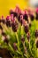 Beautiful closeup of a lavender broadleaf in the garden