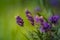 Beautiful closeup of lavender flowers in the garden.