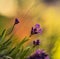 Beautiful closeup of lavender flowers in the garden.