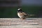 Beautiful closeup of a little brown sparrow in a garden