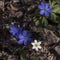 Beautiful closeup of liverworts and wood anemone in sunlight on sunny day of spring