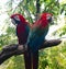 Beautiful closeup Macaw and Parrot birds in the public parks